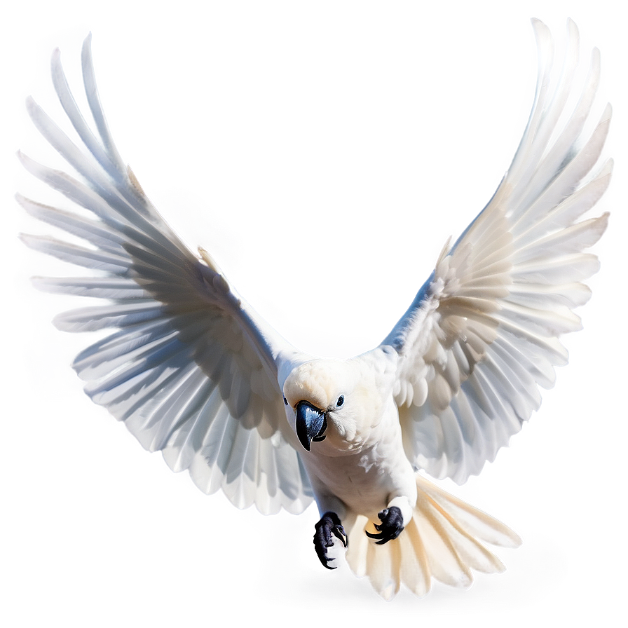 Cockatoo Bird White Png Onk