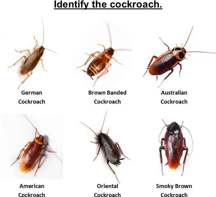 Cockroach Identification Chart