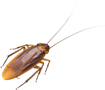 Cockroach Isolatedon Blue Background.png