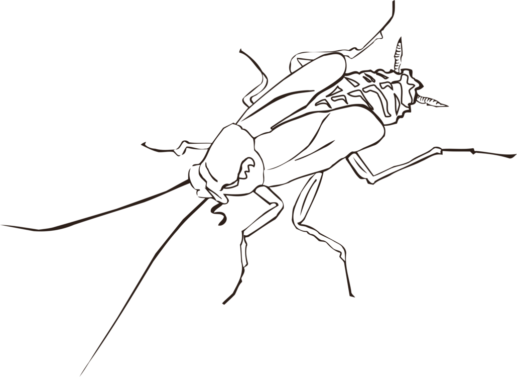 Cockroach_ Outline_ Drawing