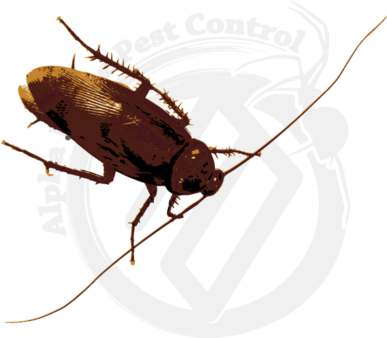 Cockroachon Pest Control Logo