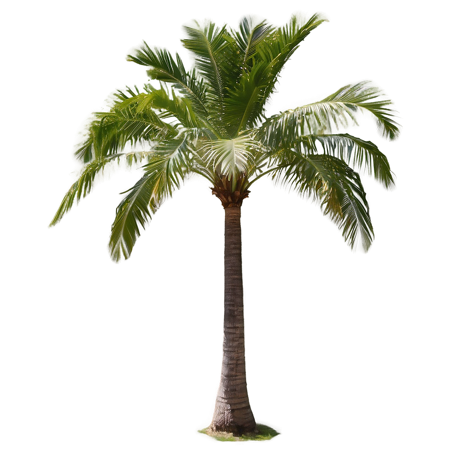 Coconut Palm Tree Png 04292024