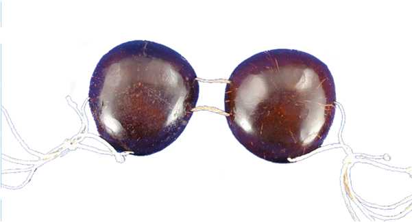 Coconut Shell Sunglasses