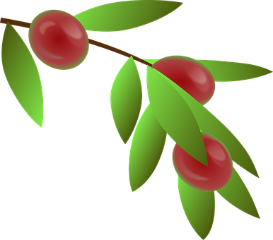 Coffee Cherries Illustration