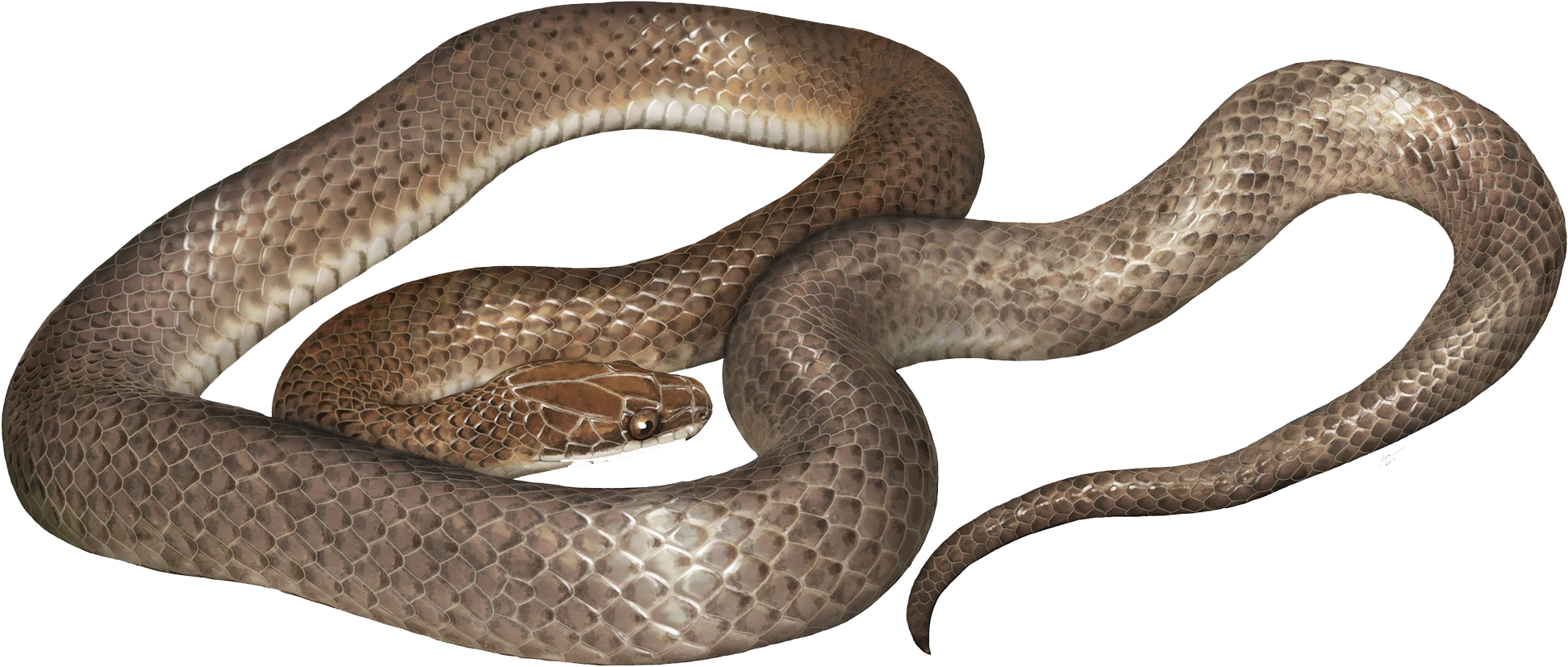 Coiled Brown Cobra.png