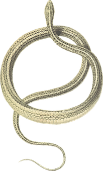 Coiled Snake Graphic