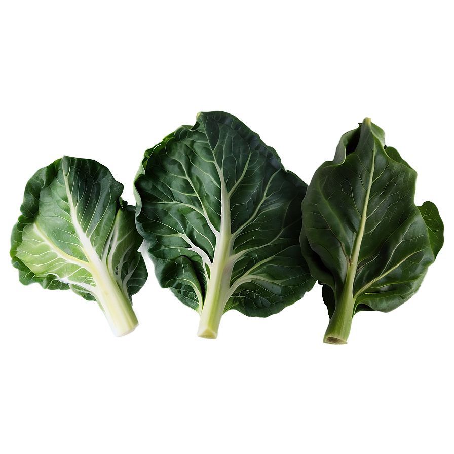 Collard Greens Illustration Png 06252024