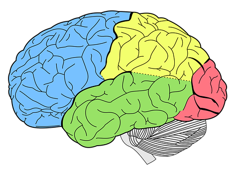 Color Coded Brain Illustration