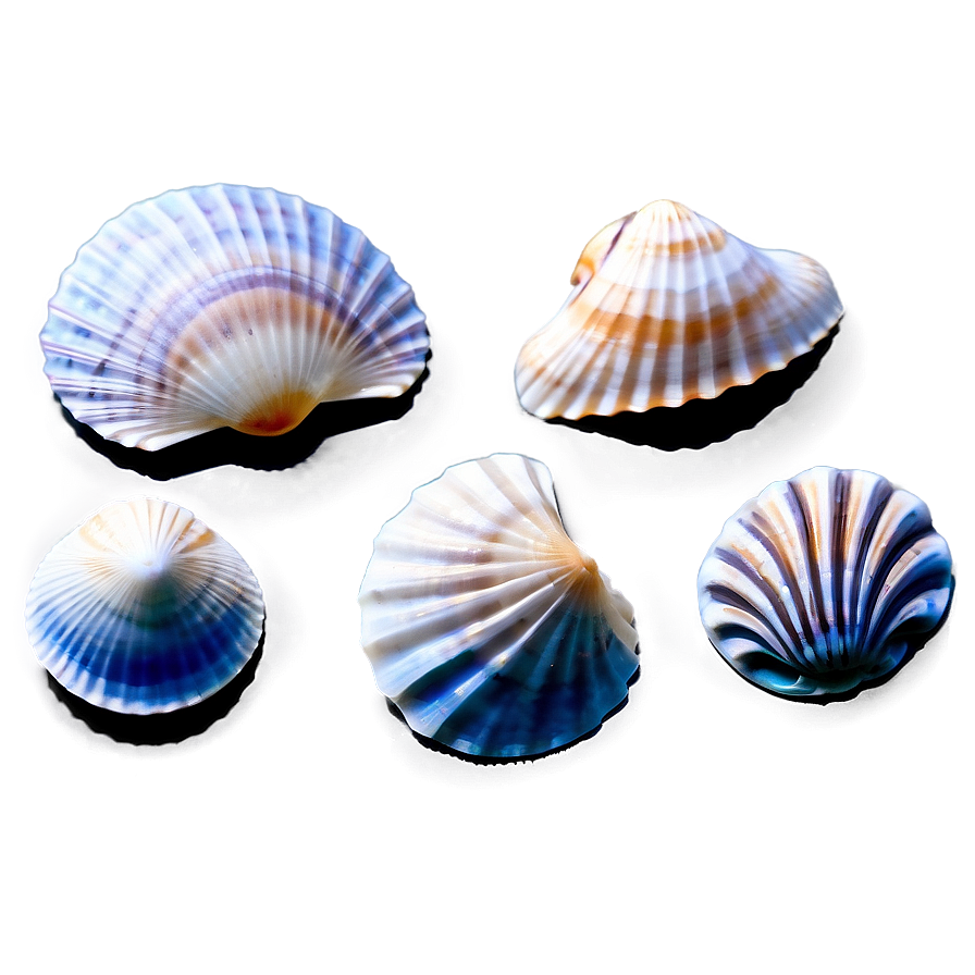 Color Sorted Shells Png 2