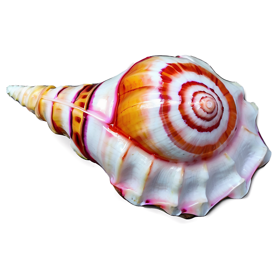 Colored Conch Shell Png 40