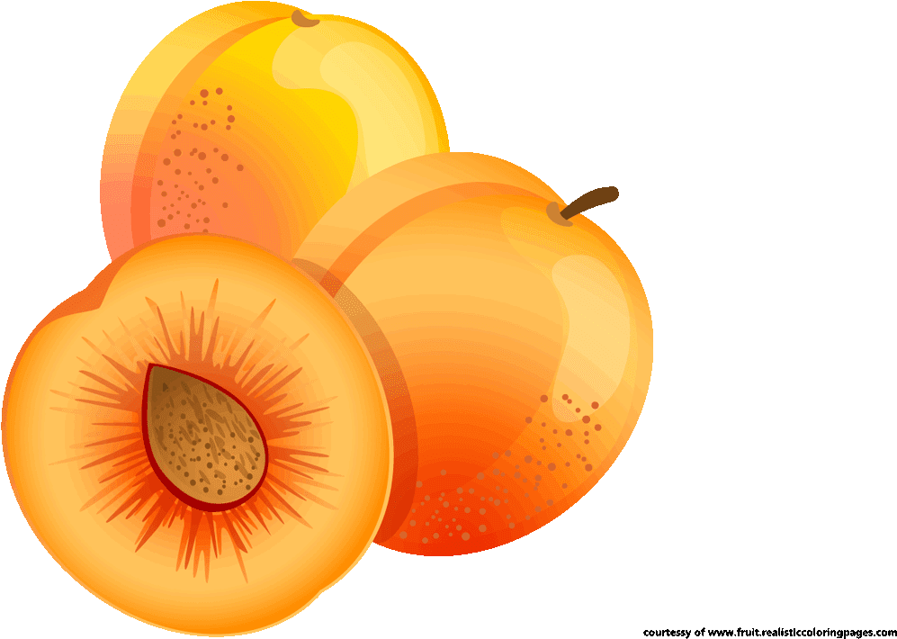 Colorful Apricots Illustration