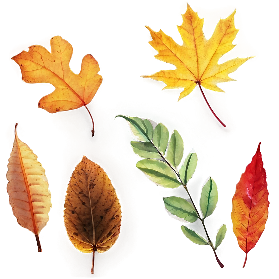 Colorful Autumn Leaves Png 99