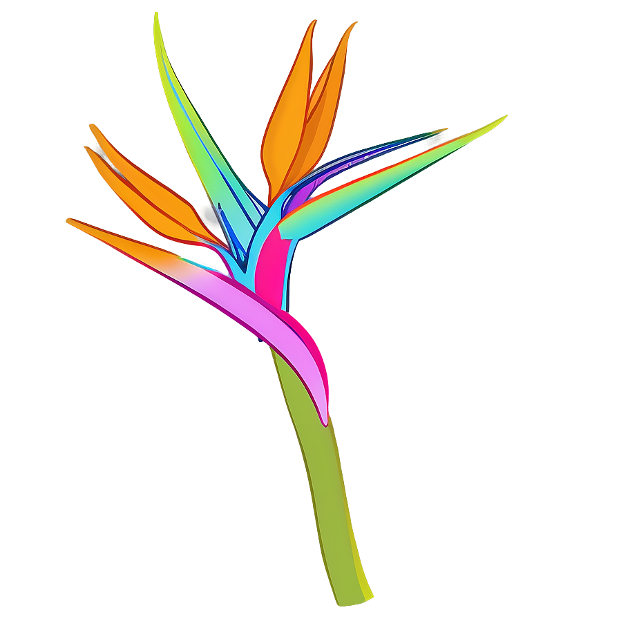 Colorful Bird Of Paradise Sketch Png 22