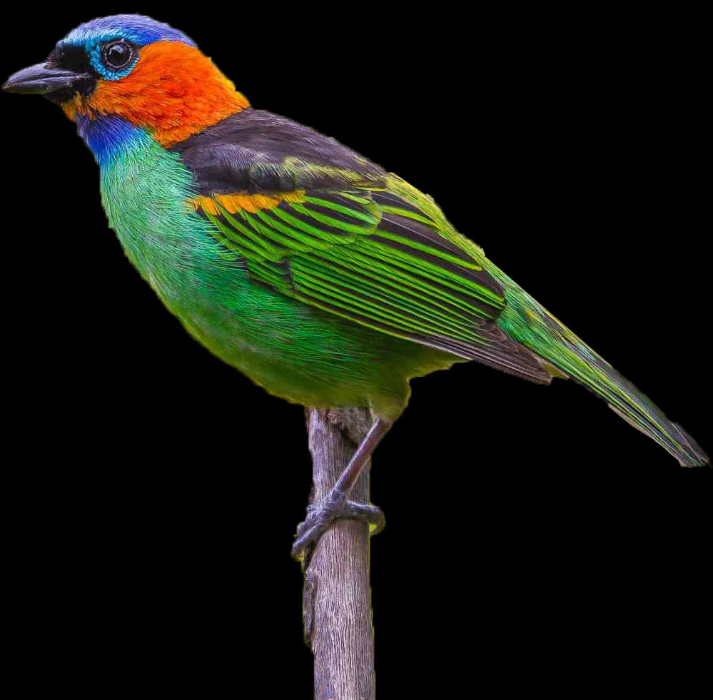 Colorful Bird Perchedon Branch