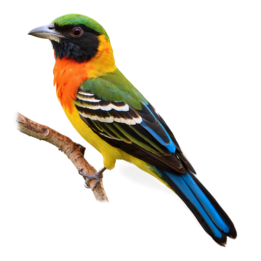 Colorful Bird Species Picture Png Xta