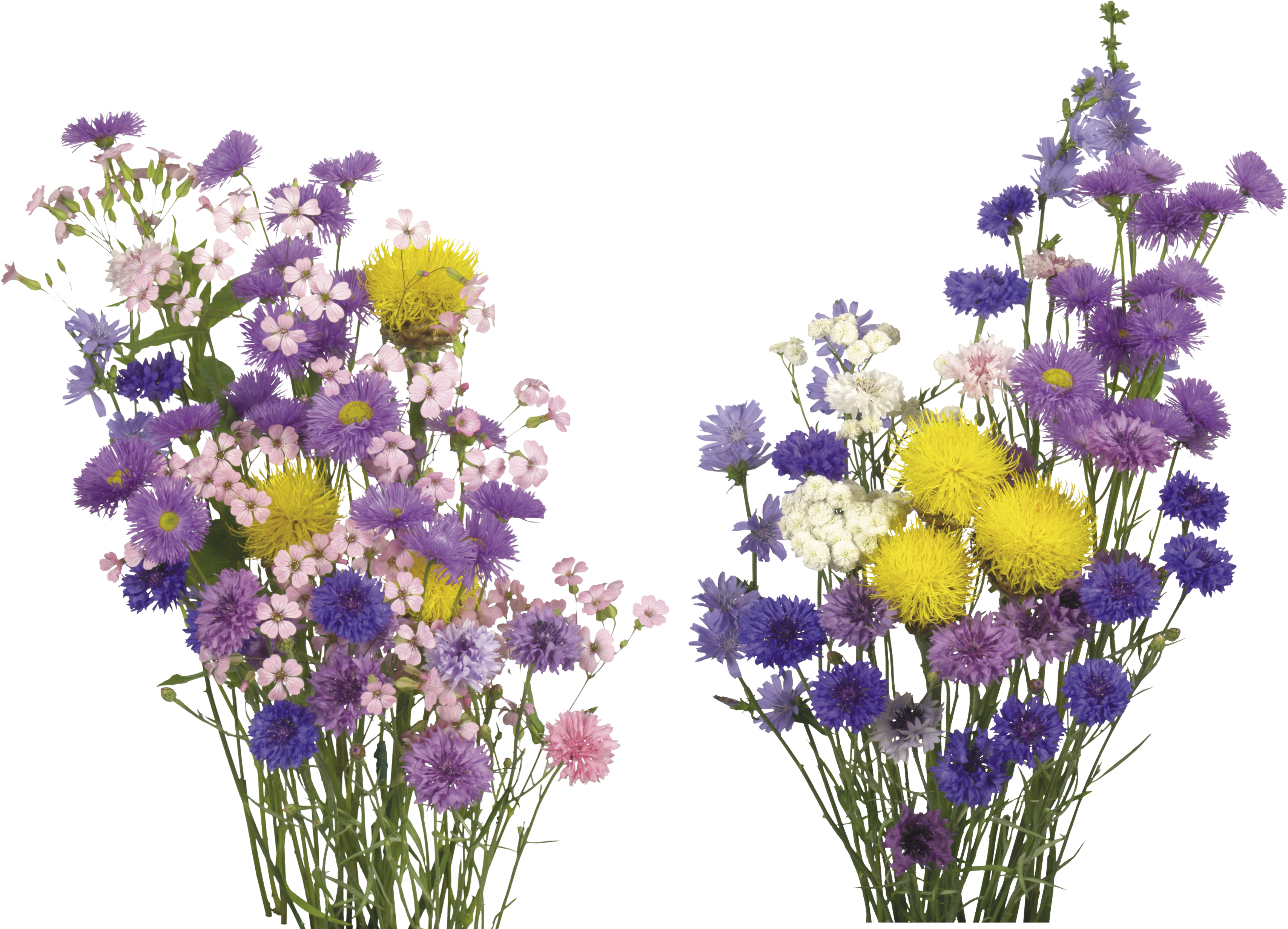 Colorful Bouquet Transparent Background