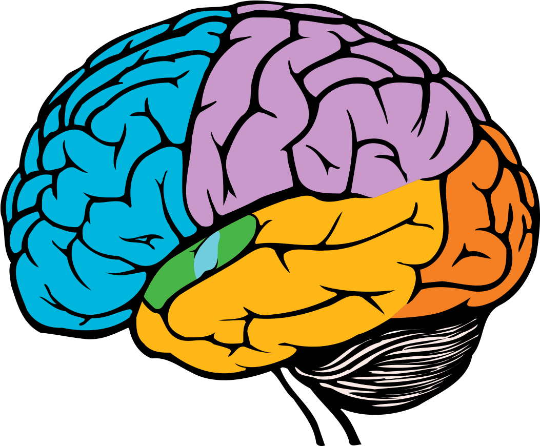 Colorful Brain Illustration