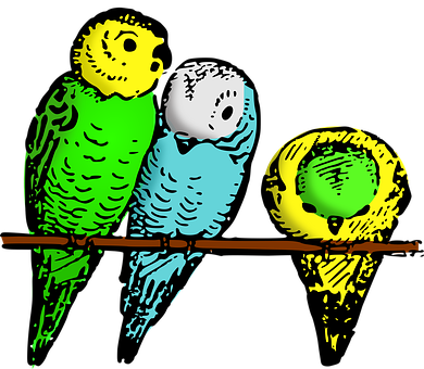 Colorful Budgerigars On Branch