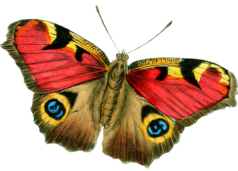 Colorful_ Butterfly_ Illustration