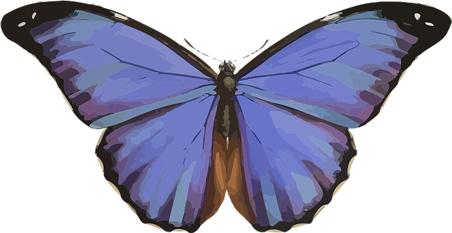 Colorful Butterfly Illustration