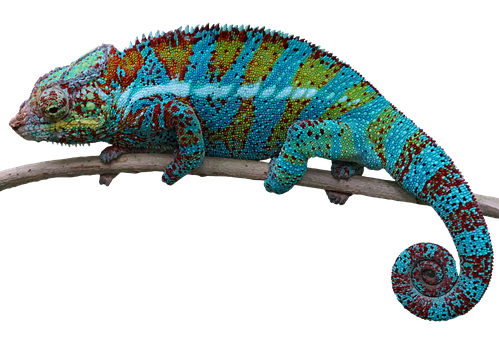 Colorful Chameleonon Branch.jpg