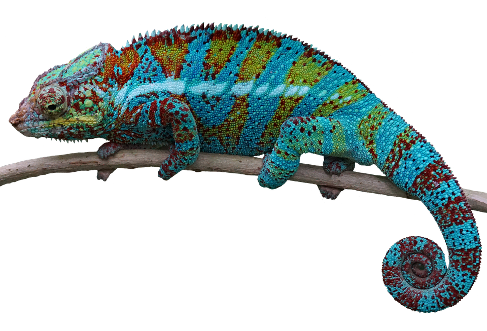 Colorful Chameleonon Branch.jpg