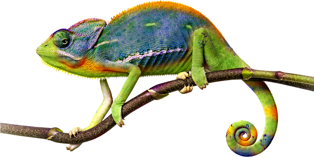 Colorful Chameleonon Branch.png