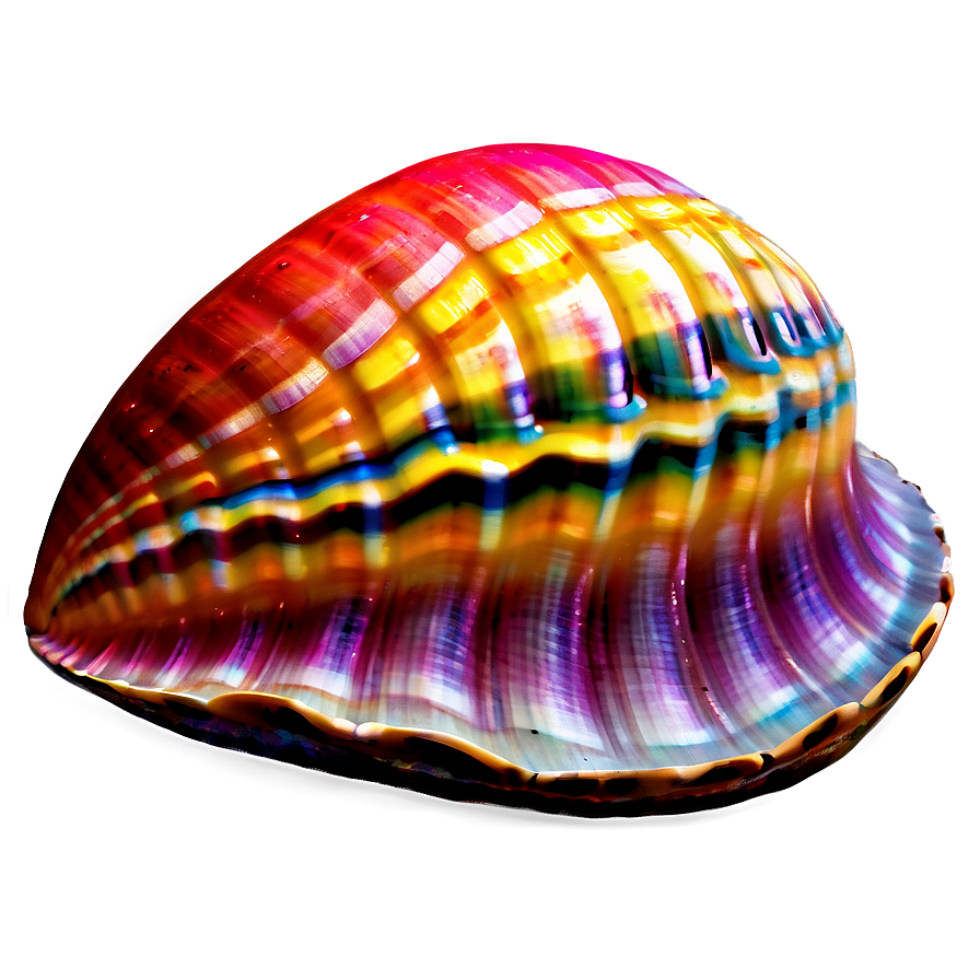 Colorful Clam Artwork Png 05242024