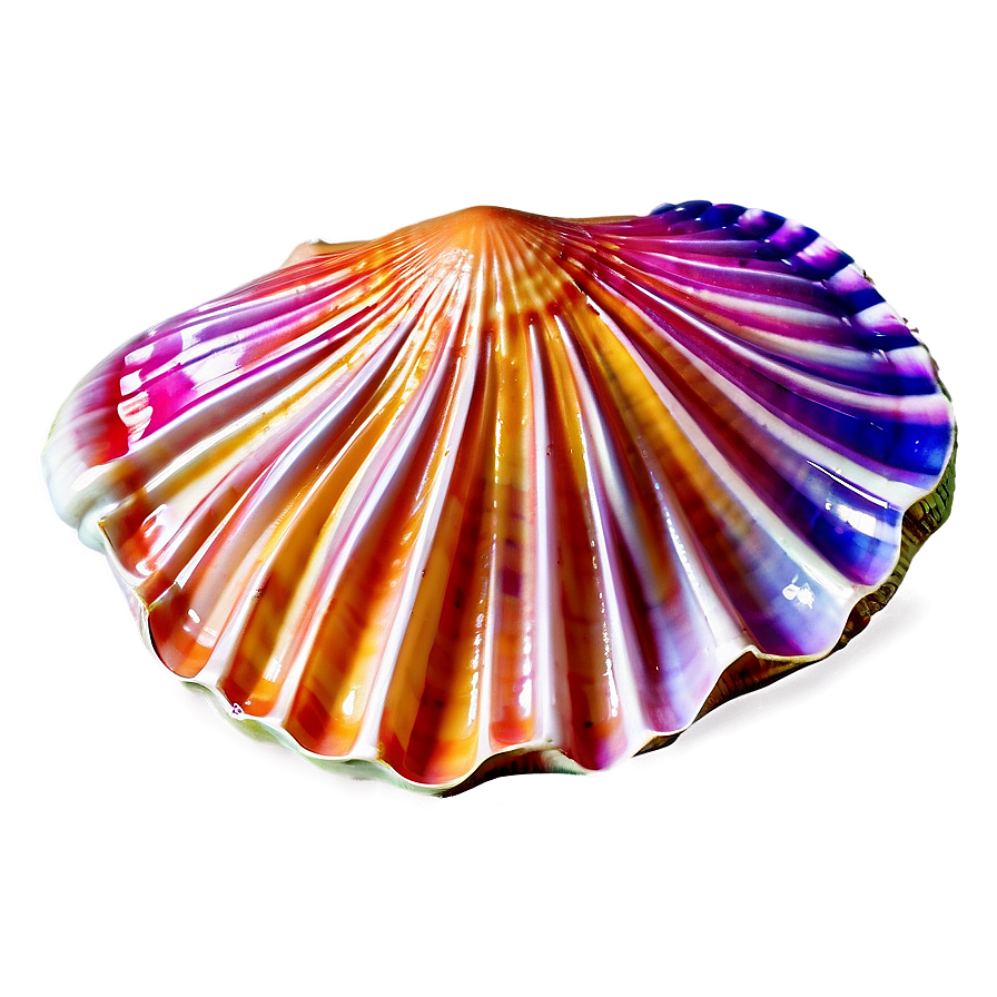 Colorful Clam Shell Png Sfk1