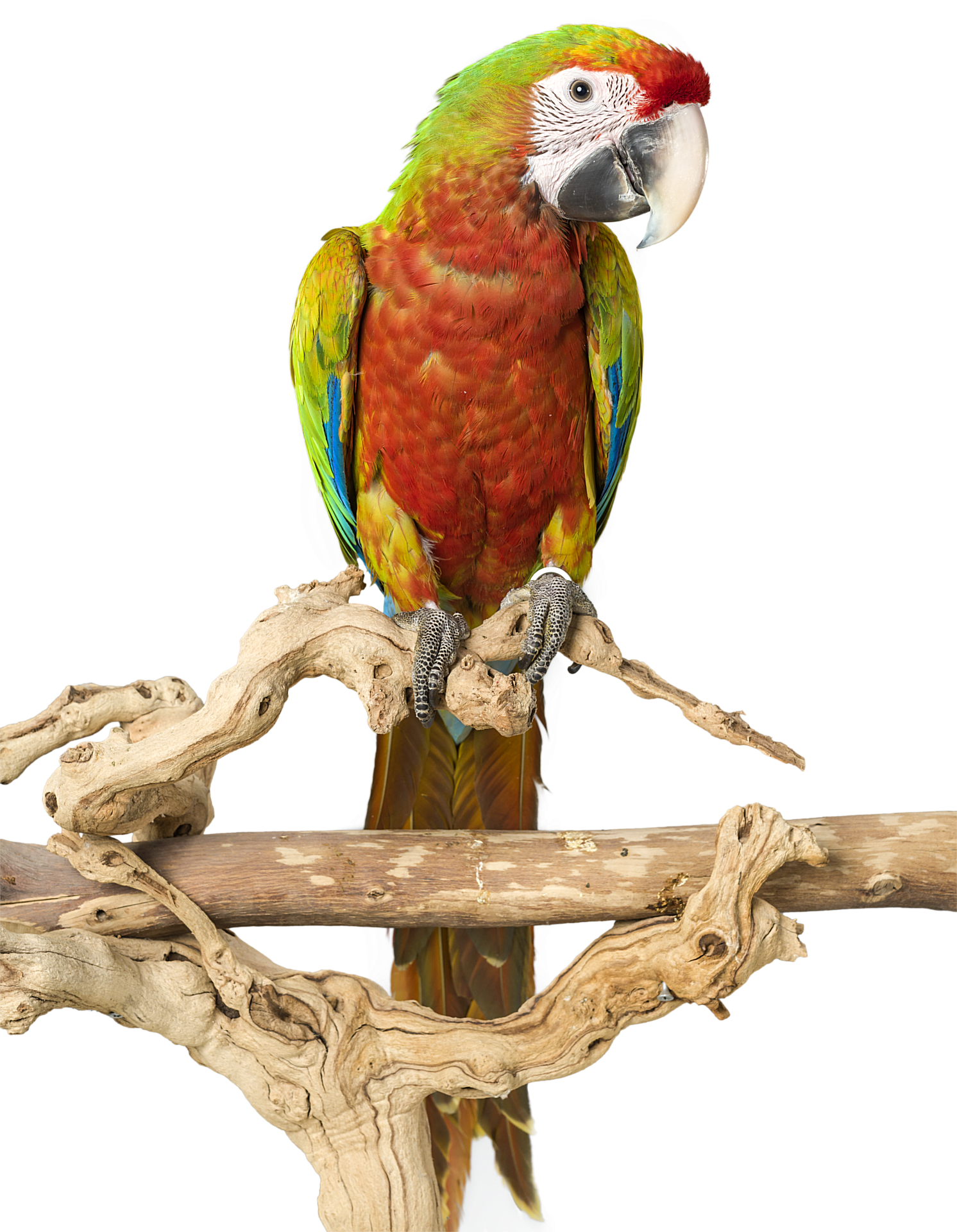 Colorful Cockatoo Perchedon Branch