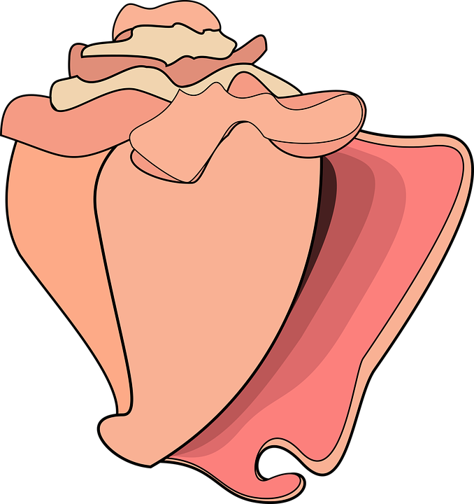 Colorful Conch Shell Illustration