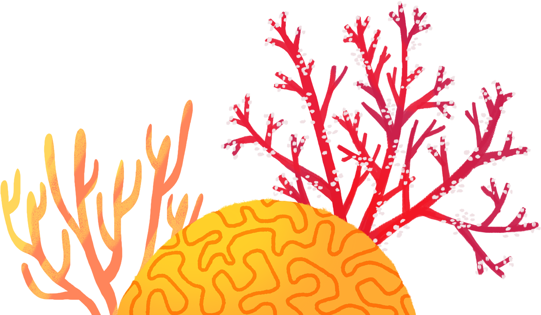 Colorful Coral Reef Illustration