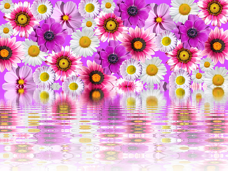 Colorful Daisies Reflection Water