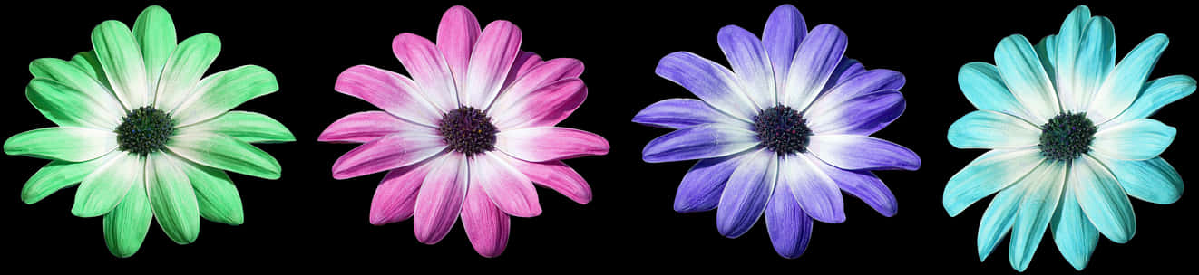 Colorful Daisy Collection