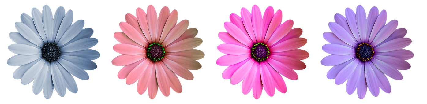 Colorful Daisy Collection Black Background