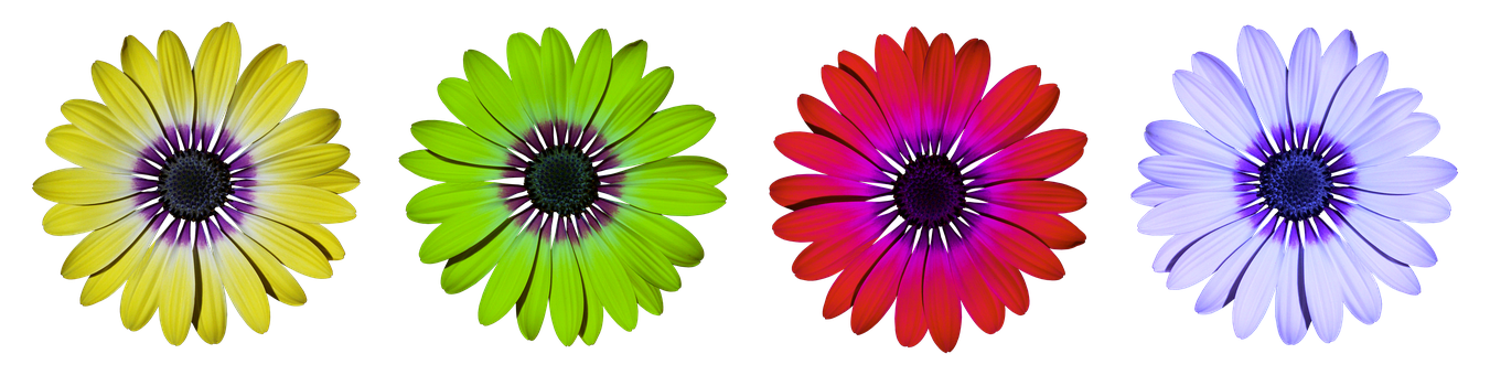 Colorful Daisy Flowers Black Background