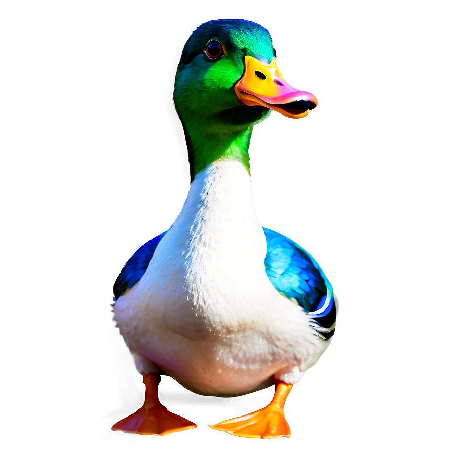 Colorful Duck Drawing Png 12