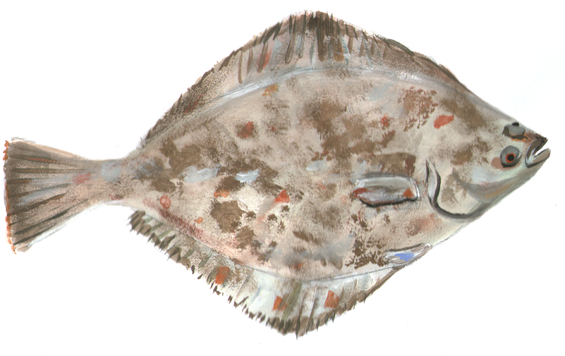 Colorful Flounder Side View