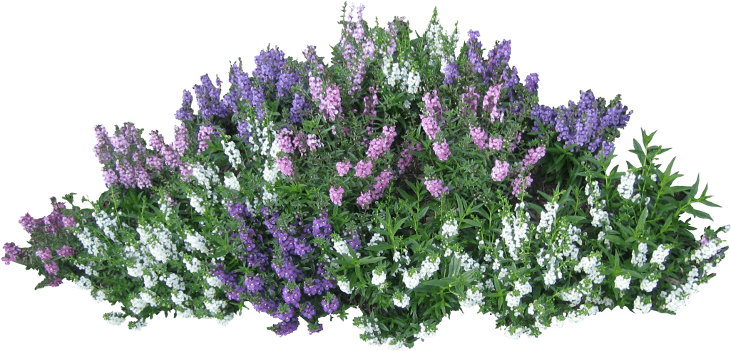 Colorful Flowering Shrub Top View