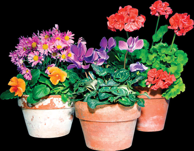 Colorful Flowersin Terra Cotta Pots