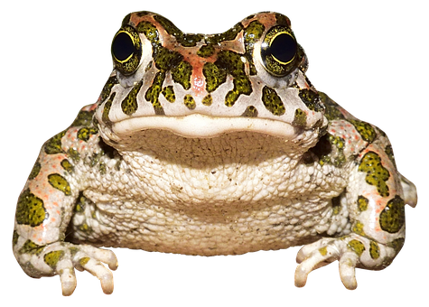 Colorful Frog Frontal View