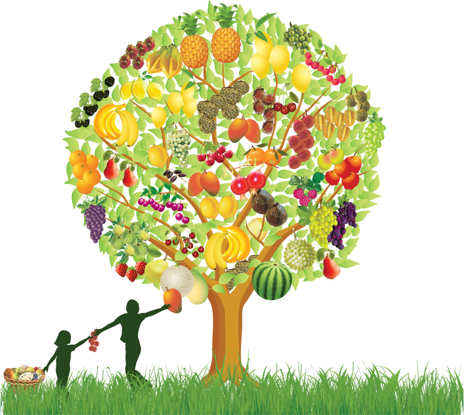 Colorful Fruit Tree Illustration