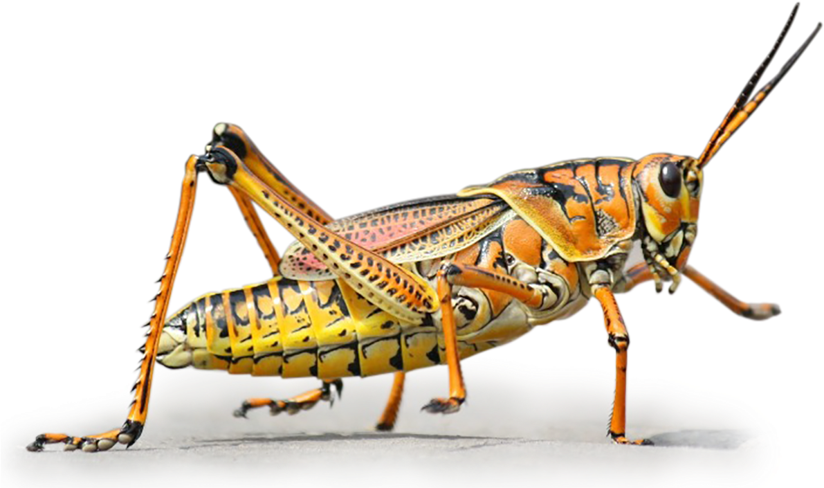 Colorful Grasshopper Side View