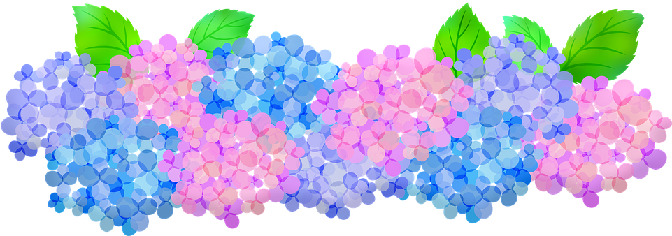 Colorful Hydrangea Blooms Illustration