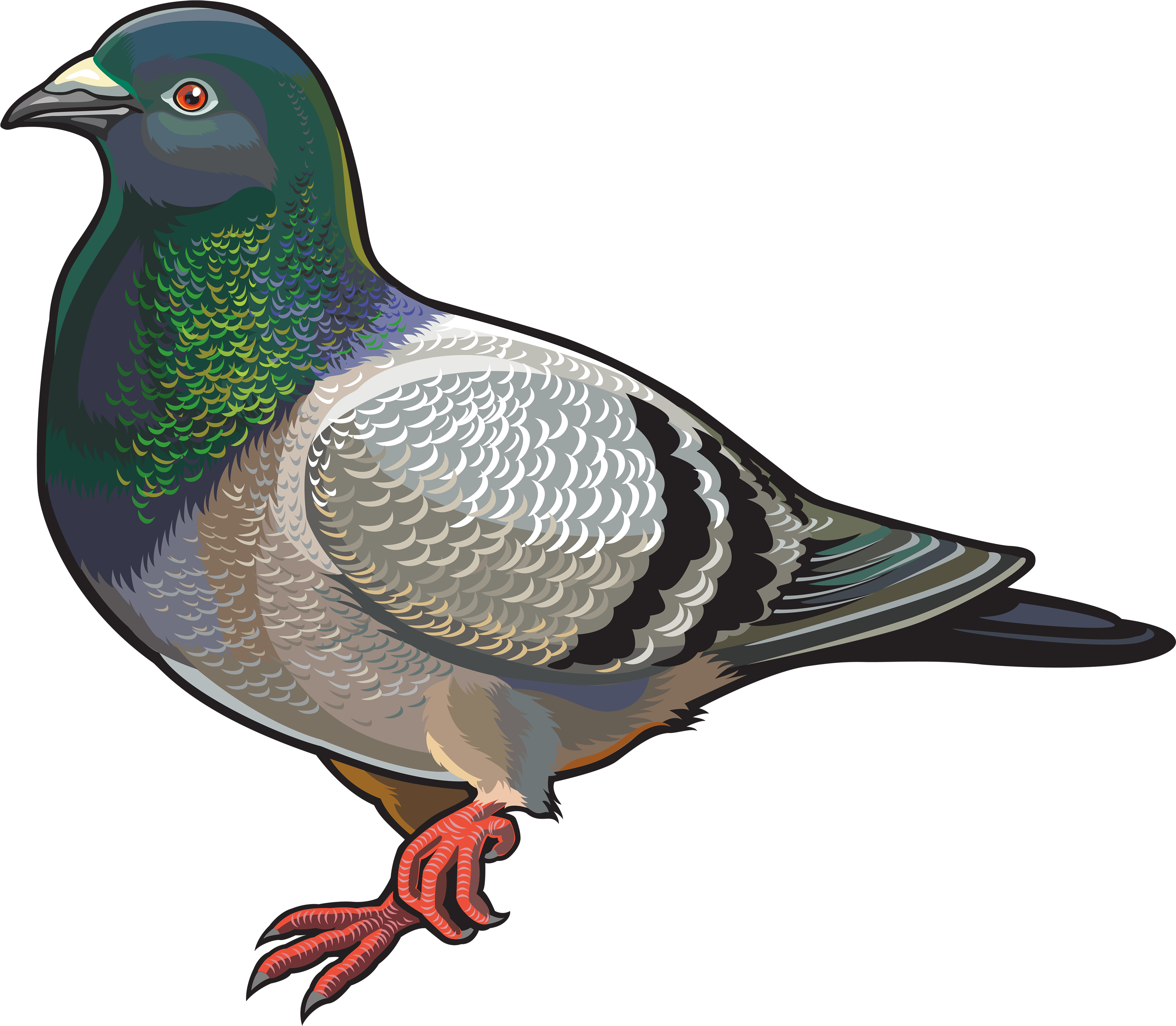 Colorful Illustrated Pigeon