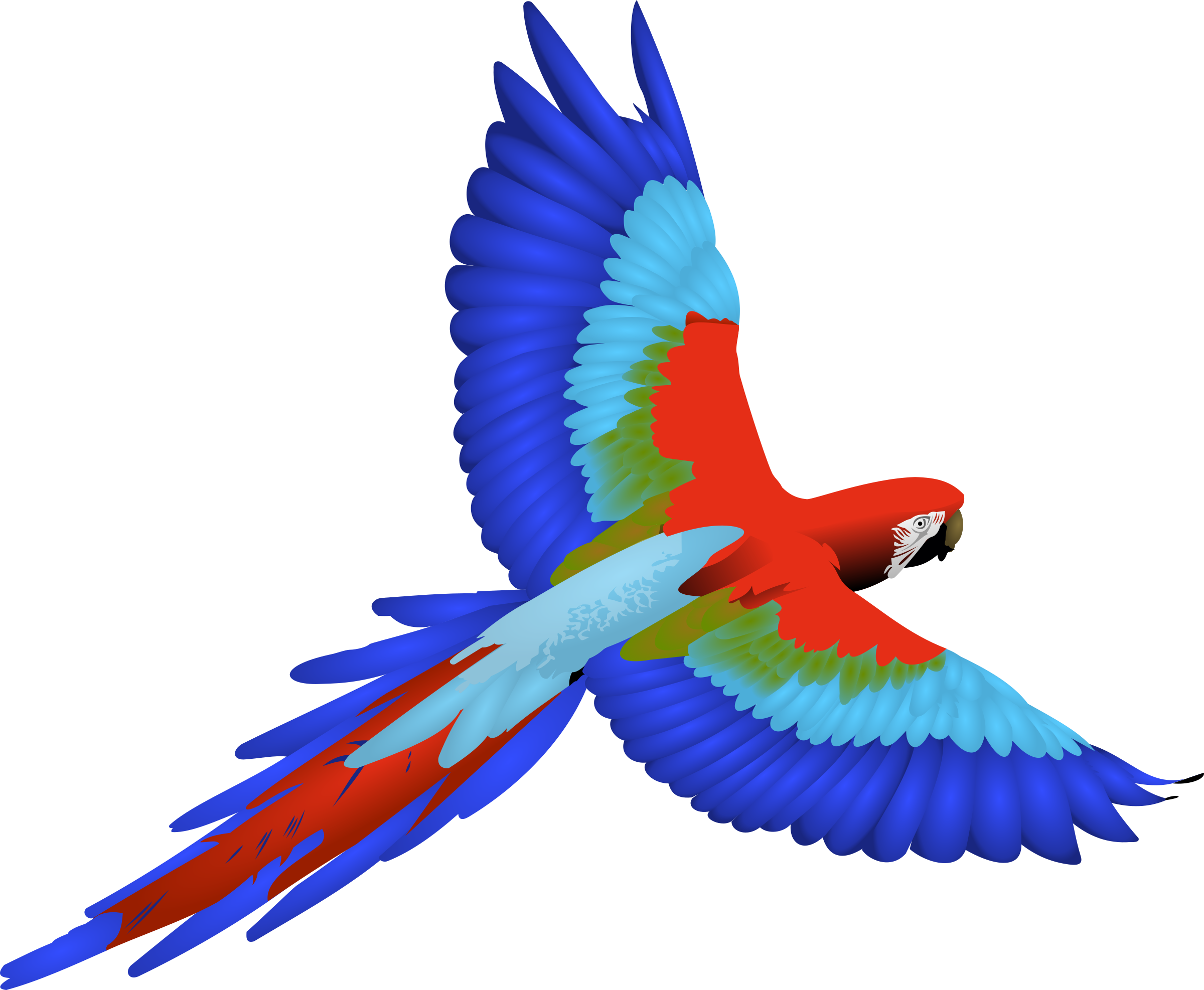 Colorful Macaw In Flight