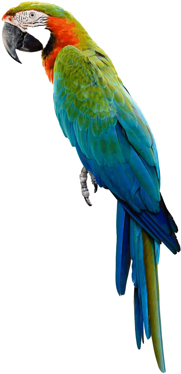 Colorful Macaw Transparent Background