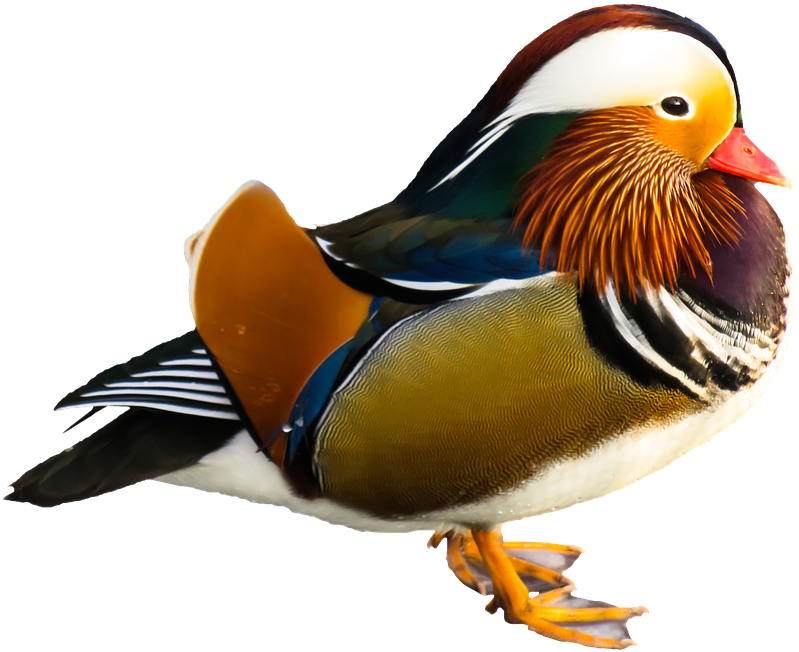 Colorful Mandarin Duck Portrait