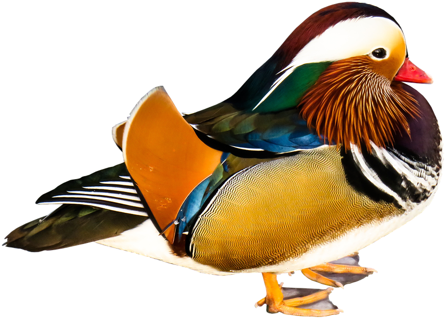 Colorful_ Mandarin_ Duck_ Profile