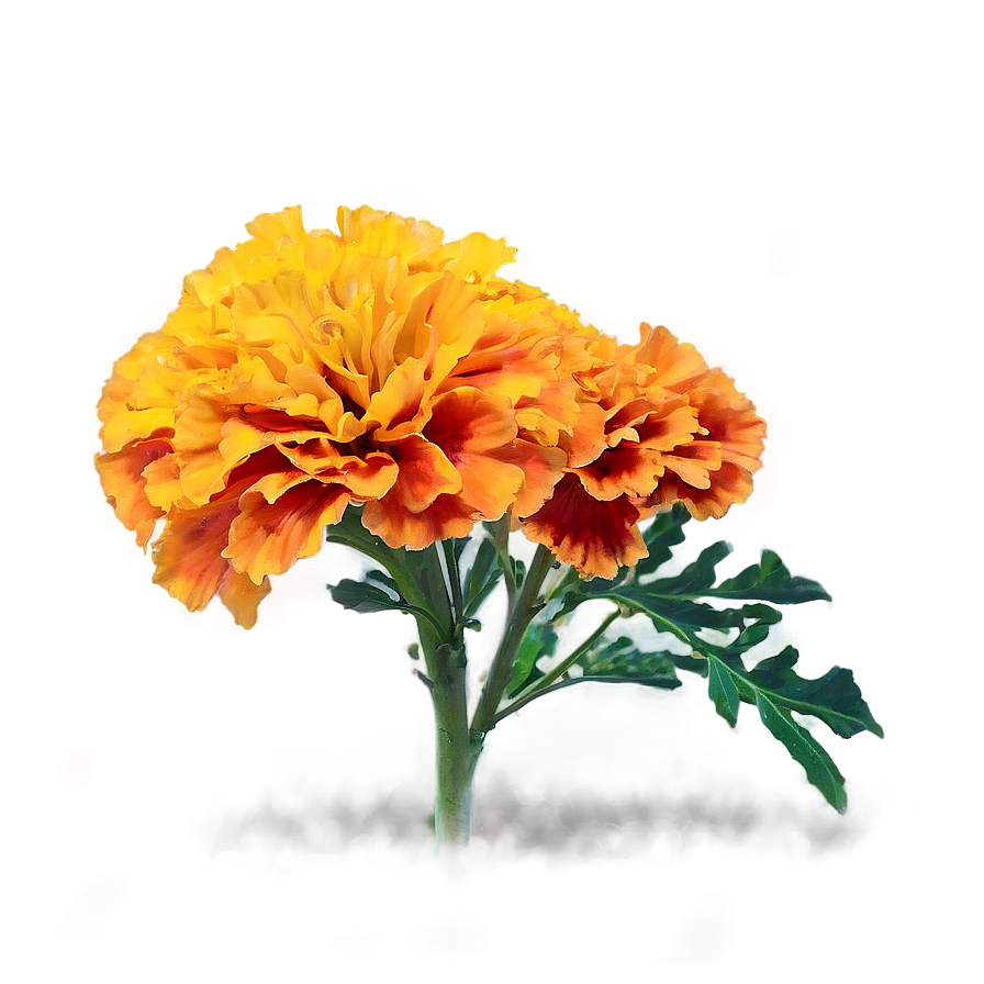 Colorful Marigolds Array Png Hjl41